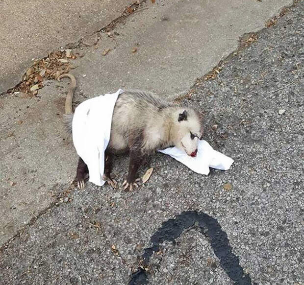 pregnant-opossum-rescued-hugs-humans-5