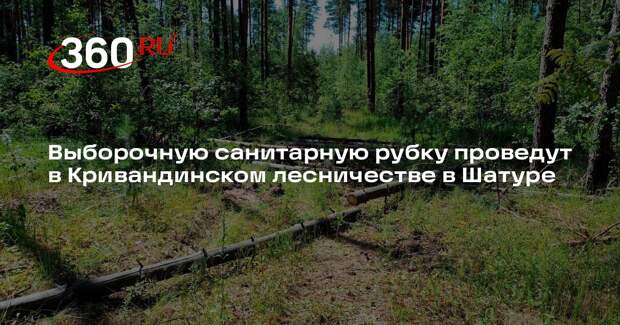 Выборочную санитарную рубку проведут в Кривандинском лесничестве в Шатуре