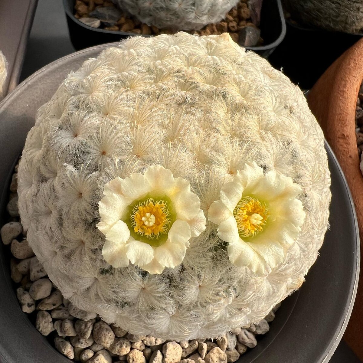 Mammillaria plumosa @jaofern.nn