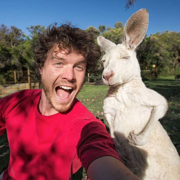 5510910-880-1450945704-funny-animal-selfies-allan-dixon-11