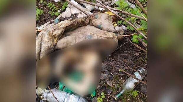 Скелет человека обнаружили в лесном массиве в Новой Москве