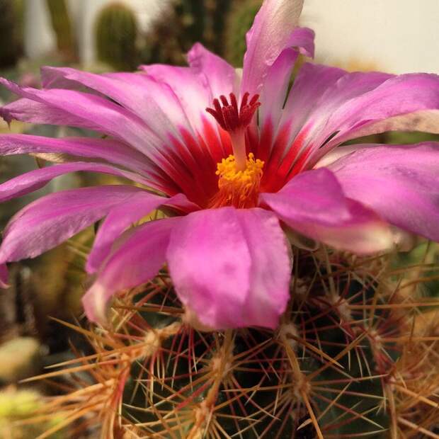 Thelocactus Bicolor @m._p_.l 