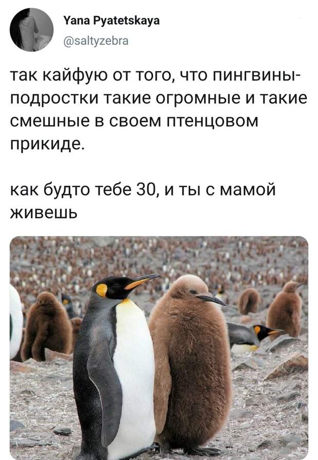 Пингвины и их родители