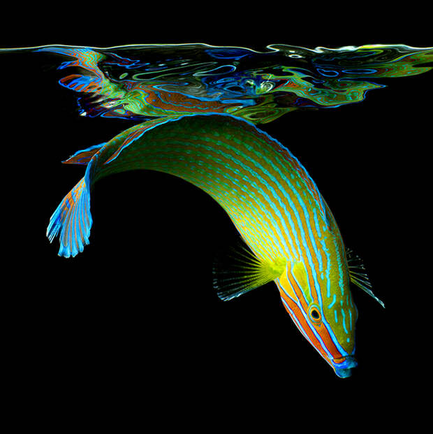 3925073_Sea_Mark_Laita_3 (698x700, 380Kb)
