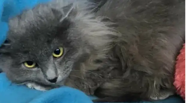 Другие Люди