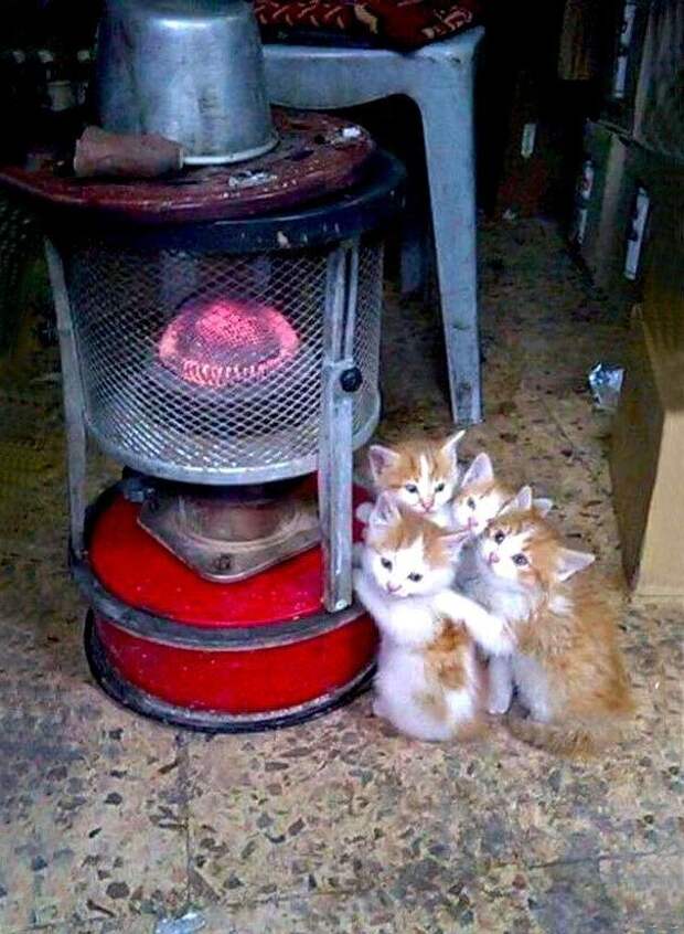 Кошки, которые ждут тепла больше, чем кто-либо животные, кошки, позитив