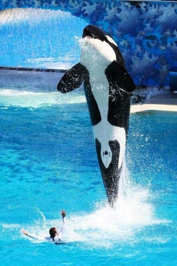 Всякая прикольная всячина, фото и картинки 46