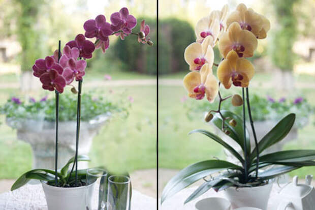 Как обрезать орхидею после цветения в домашних условиях?