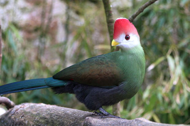 В зоопарке под открытым небом живут более 1200 птиц.