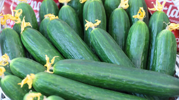 Огурцы дешевеют в РФ на фоне роста светового дня