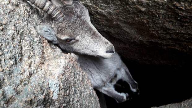 Туристы спасают горного козла, застрявшего в камнях Счастливый конец, Сьерра-де-Гвадаррама, горный козел, животные, затруднительное положение, испания, помощь животным, спасение