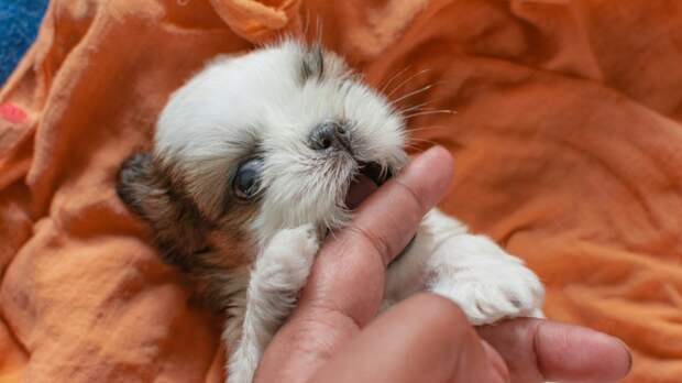 Это больно, но совершенно неопасно. Фото Kinshuk Bose/Unsplash