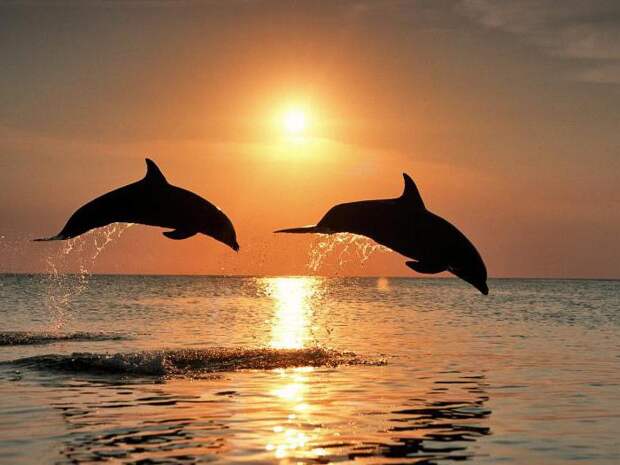 О том, сколько живут дельфины, и о других интересных фактах об этих животных