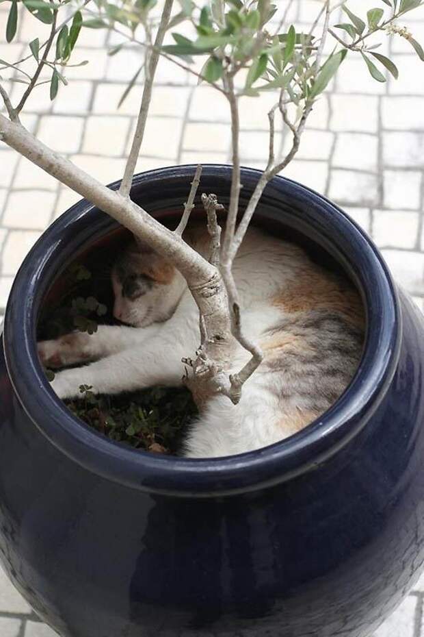 Где еще кот не валялся