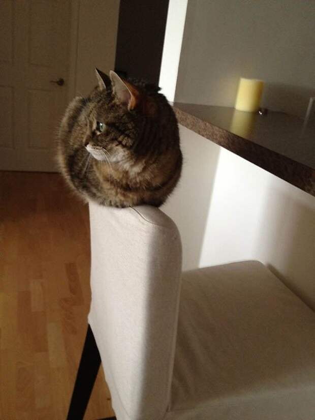 Где еще кот не валялся