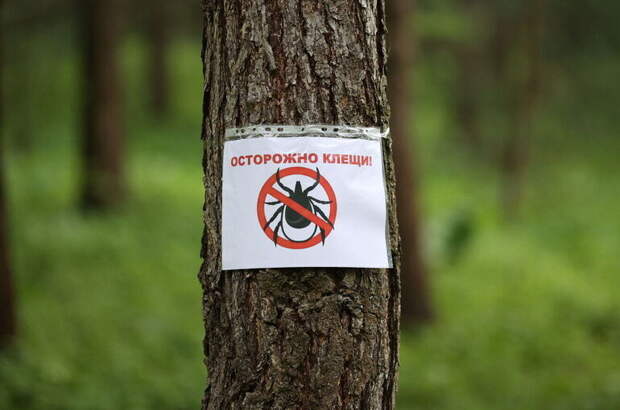 Эксперт: Клещам нравятся влажные, затененные места