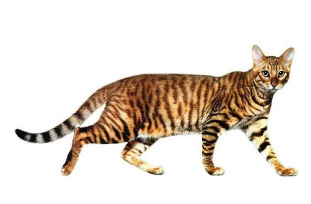 Одна из самых экзотических и дорогостоящих пород кошек в мире. Настоящий домашний тигр!