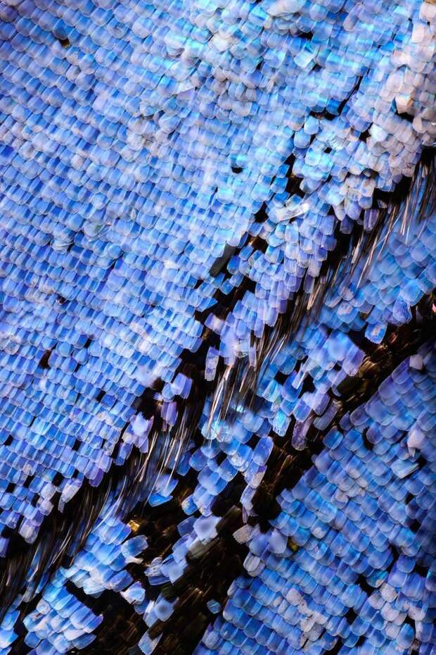 Великолепные макрофотографии крыльев бабочек, показывающие неуловимую красоту 