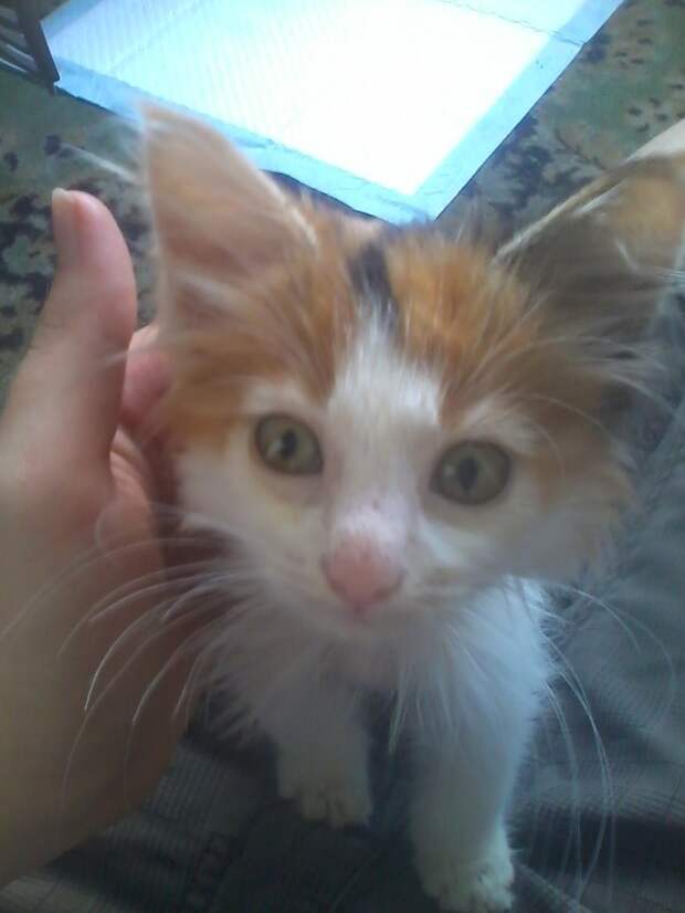 котенок