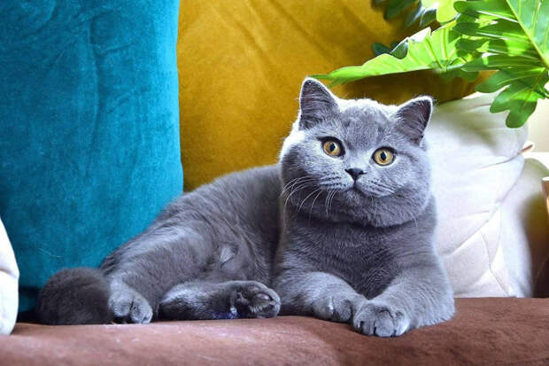 Новосибирский кот Эксклюзив признан самым красивым в мире