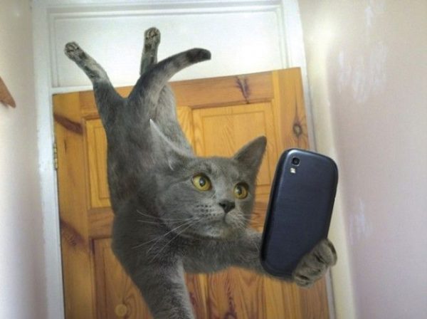 Котоселфи как новый тренд 