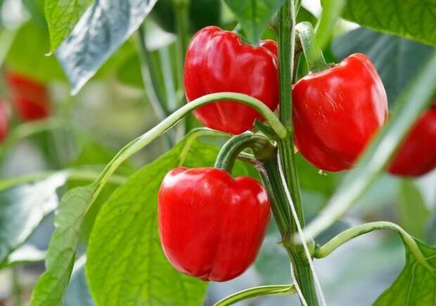 Картинки по запросу promotion 200seeds red sweet pepper seeds vegetable seeds high budding rate fast growth free shipping novel seed