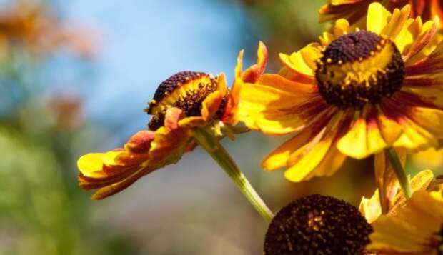 Helenium autumnale jeb rudens helēnijas