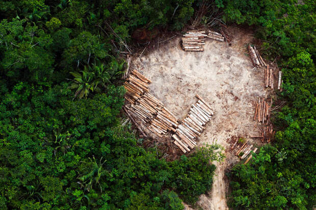 Незаконная вырубка в дождевых лесах Амазонии