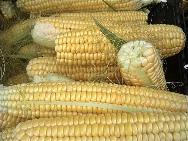Сорт кукурузы Добрыня
