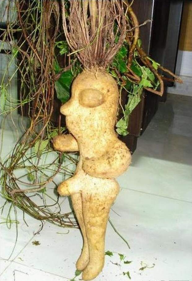 creepyplants60 Самые жуткие растения