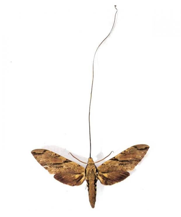 Мадагаскарский бражник. Представитель этого вида считается обладателем самого длинного хоботка среди бабочек, длина которого достигает 22,5 см. (Esculapio)