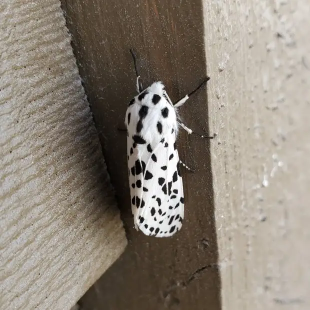 Диковинные насекомые, которых природа наделила инопланетной внешностью