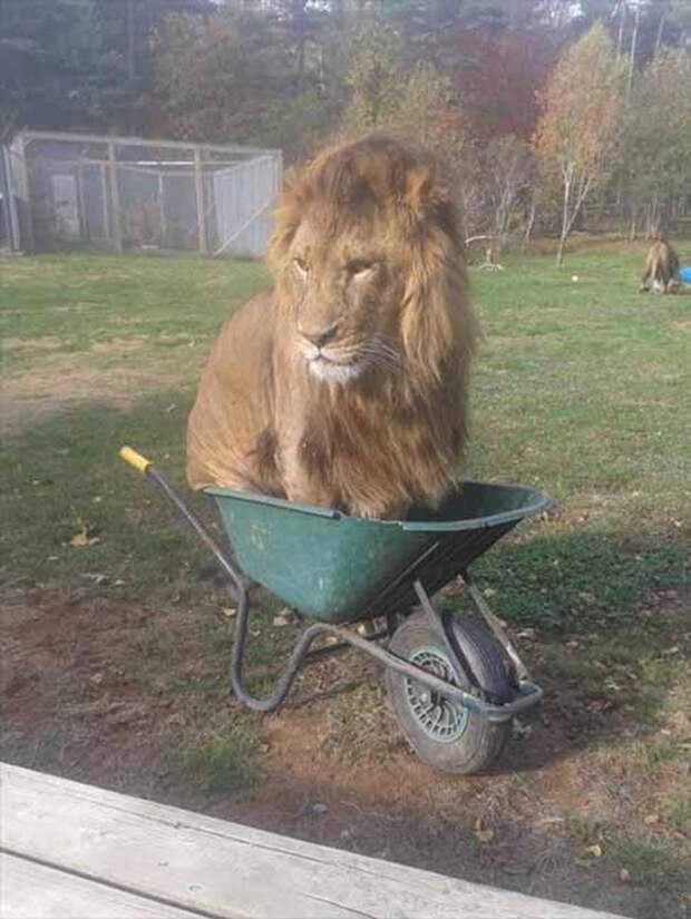 Без кота и жизнь не та