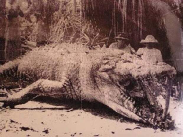 12. Нет, вы в самом деле надеетесь не встретить там крокодила? австралия, животный мир, опасность, турист, экстрим