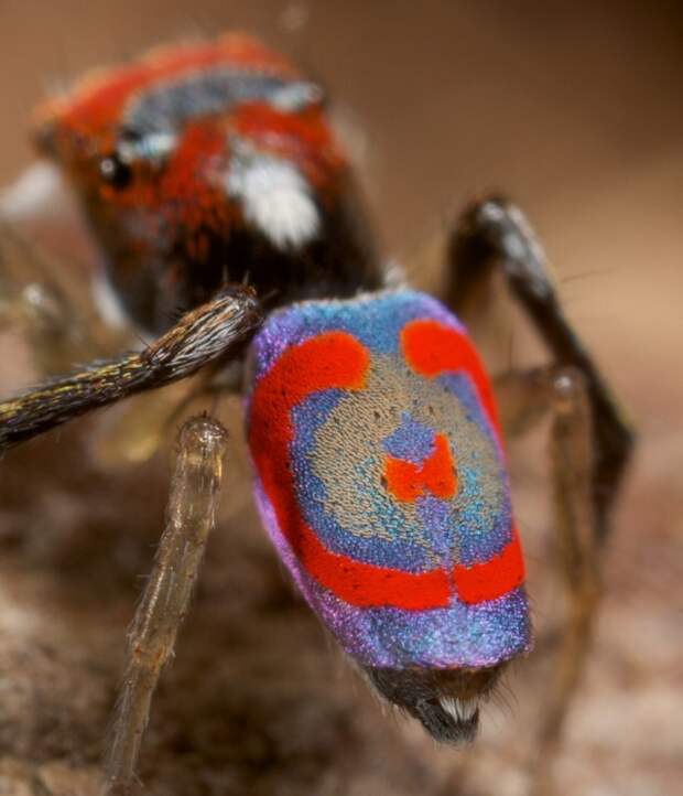Уникальный паук-павлин