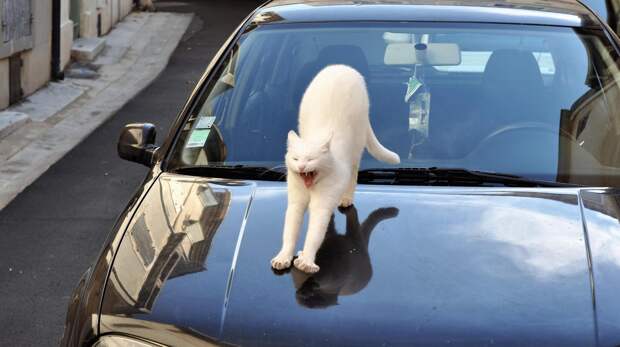 Самые нелепые поломки автомобилей