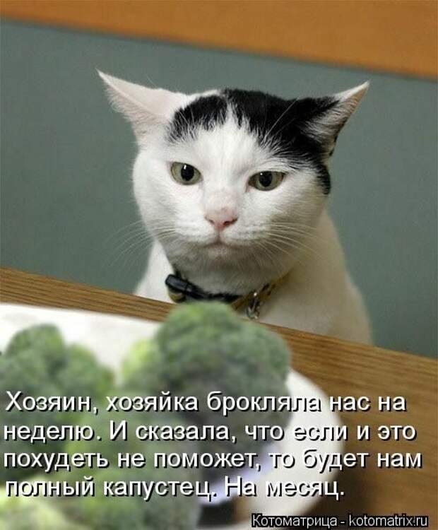 Кошатина да псятинка позитивная, этакая забавная, с надписями, очень много на выходные