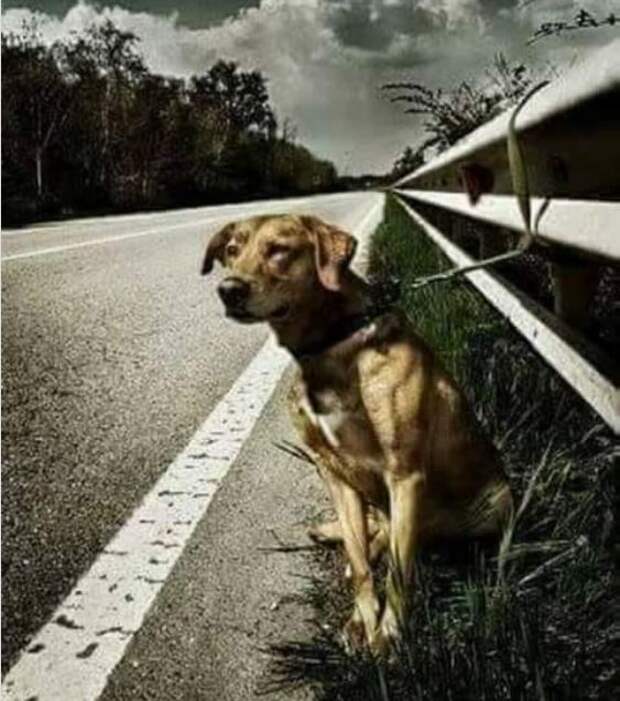 История собаки, которую привязали на дороге к отбойнику