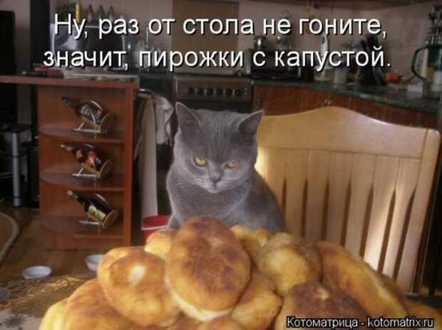 Котоматрицы (картинки с надписями)