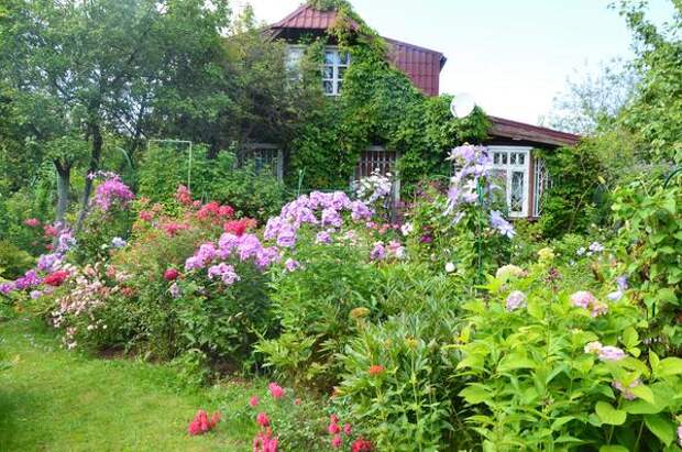 Прекрасные сорта займут своё место в саду. Фото автора