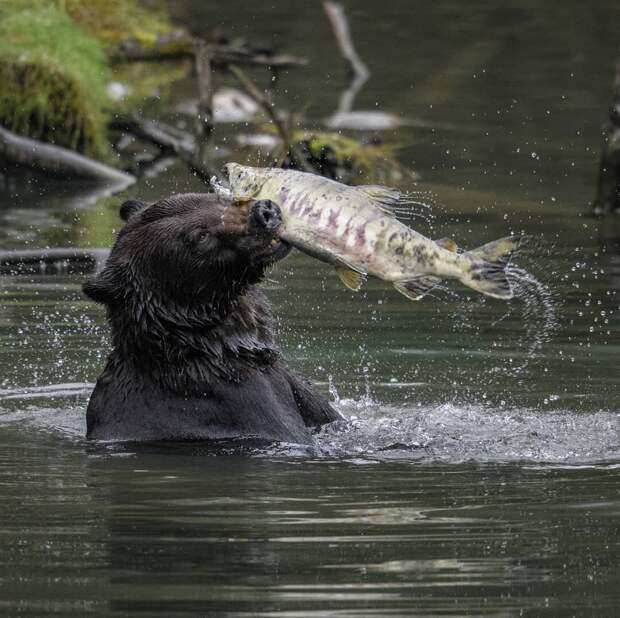 16 уникальных снимков диких животных, где фотограф подобрался очень близко