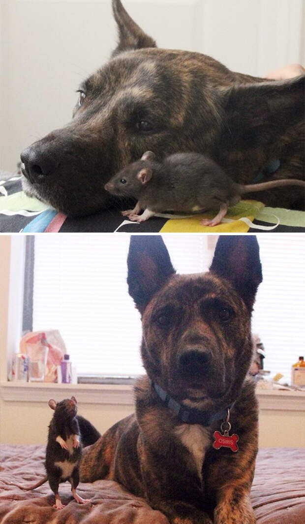 Животные, растущие вместе: до и после