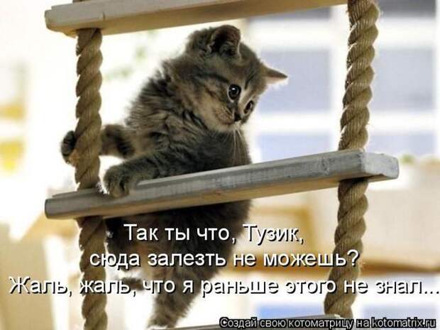 Лучшие котоматрицы недели