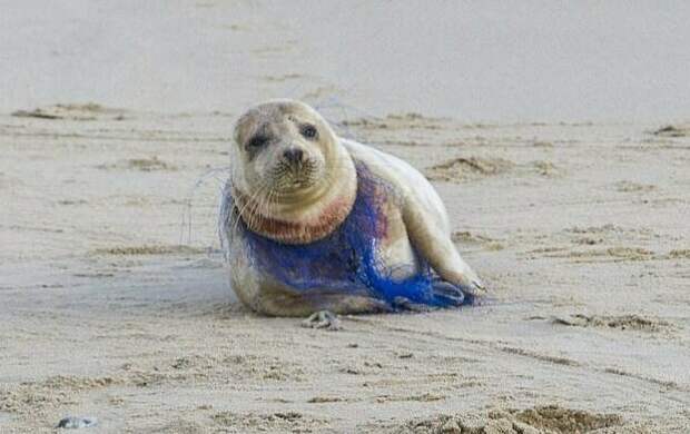 Добровольцам не удалось помочь тюленихе, полузадушенную пластиковой сетью животные, загрязнение океана, неудачное спасение, пластиковый мусор, раненый тюлень, травма, тюлень, экология