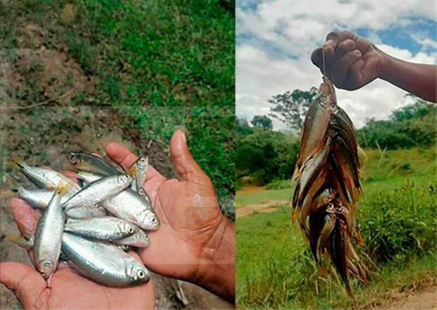 Фото: latribuna.hn