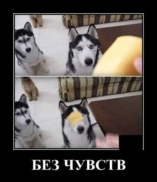 Демотиваторы (20 фото)