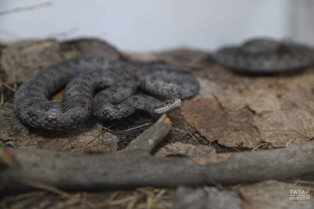Герпетолог рассказал, как обезопасить свой дачный участок от змей