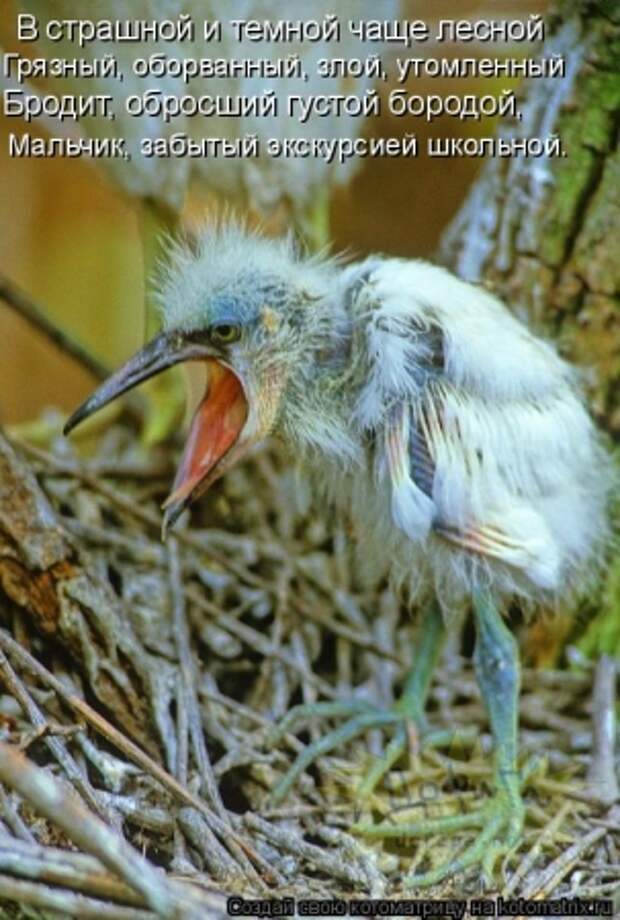 Скороговорка про цаплю. Цапля сохла поговорка. Скороговорка про цаплю. Цапля сохла. Цапля чахла цапля сохла скороговорка.