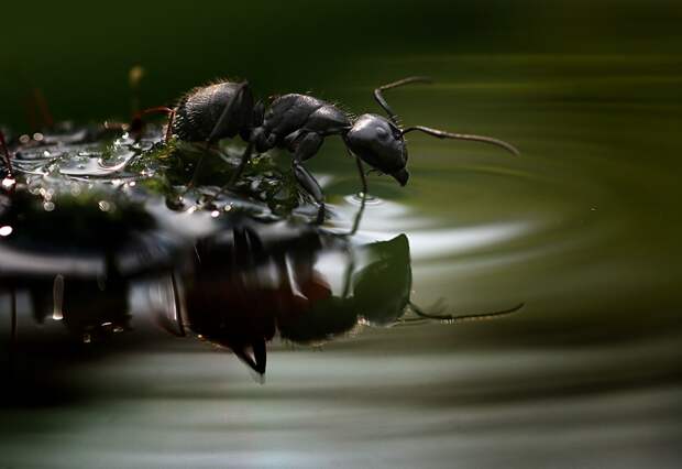 Черный садовый муравей идет к воде. (Вадим Трунов)