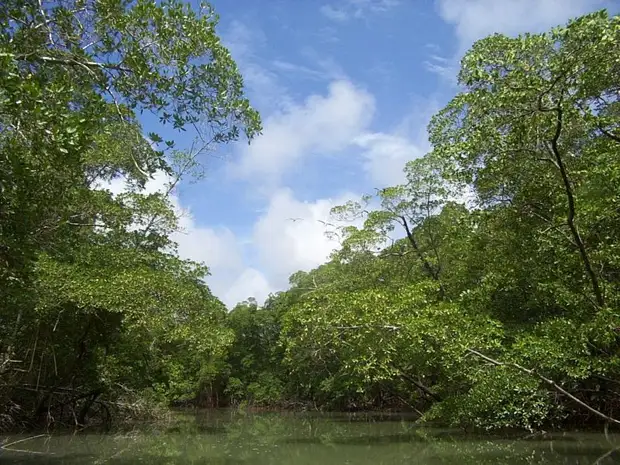 File:River in the Amazon rainforest.jpg